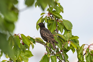 Image showing Starling is going to steal cherries