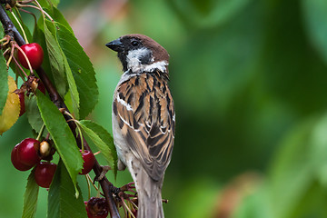 Image showing Tree Sparrow closeup in a cherry tree