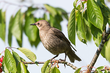 Image showing Young Starling closeup