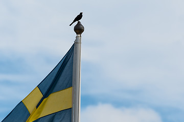 Image showing The swedish national bird, blackbird