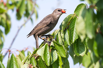 Image showing Starling stealing ripe cherries