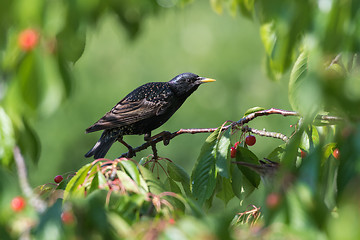 Image showing Beautiful Starling sitting in a cherry tree