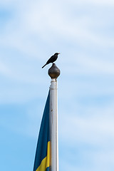 Image showing Blackbird on the top of a flag pole