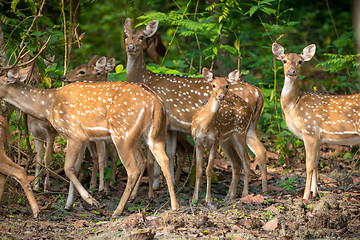 Image showing Sika or spotted deers herd in the jungle