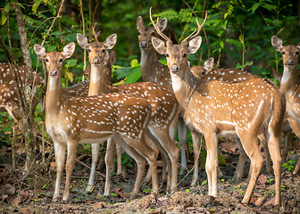 Image showing Sika or spotted deers herd in the jungle