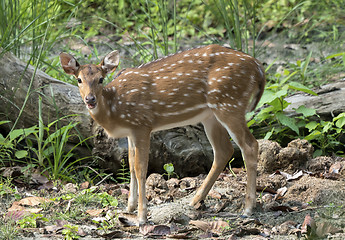 Image showing spotted or sika deer in the jungle