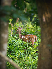 Image showing spotted or sika deer in the jungle