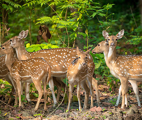 Image showing Sika or spotted deers herd in the jungle