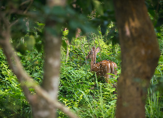 Image showing spotted or sika deer in the jungle