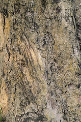 Image showing Tiger claws scratches on the tree as territory border marks