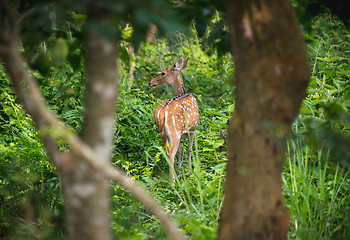 Image showing spotted or sika deer in the jungle