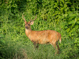 Image showing spotted or sika deer in the jungle