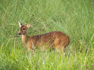 Image showing Sika or spotted deer in elephant grass tangle