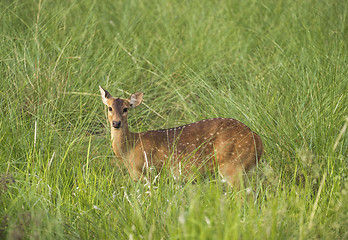 Image showing Sika or spotted deer in elephant grass tangle