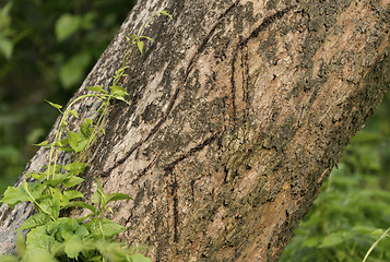 Image showing Tiger claws scratches on the tree as territory border marks