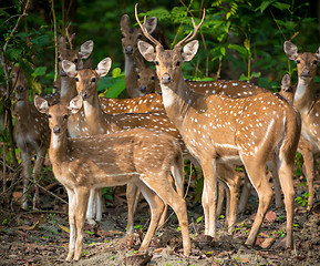 Image showing Sika or spotted deers herd in the jungle