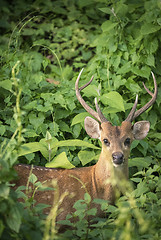 Image showing Sika or spotted male deer portrait in the tangle