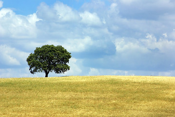 Image showing Solitary tree .