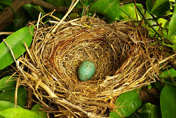 Image showing Nest hidden.