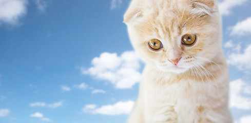 Image showing close up of scottish fold kitten