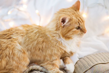 Image showing red cat lying on blanket at home at christmas