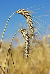 Image showing Spikes of the wheat .