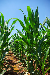 Image showing Green cornfield in farm.