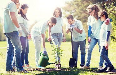 Image showing group of volunteers planting and watering tree