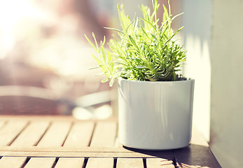 Image showing green plant in flower pot on street cafe table
