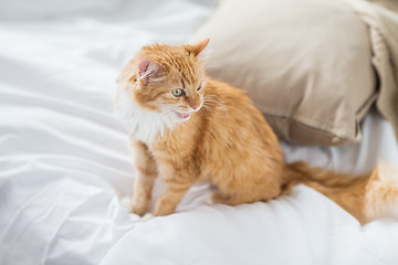 Image showing red tabby cat at home in bed