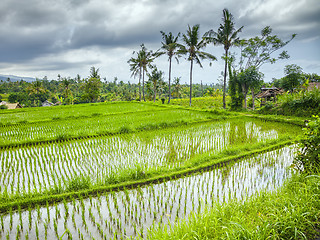 Image showing some rice fields at Bali