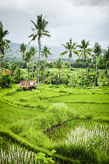 Image showing some rice fields at Bali