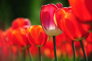 Image showing Growing Red Tulips with bokeh