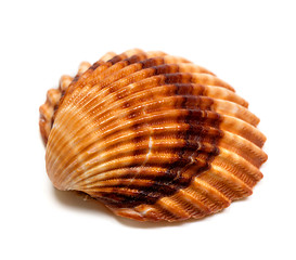 Image showing Seashell on white 