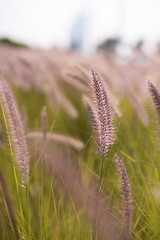 Image showing Alpine meadow