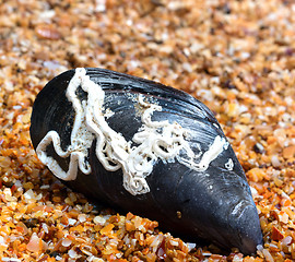 Image showing Shells of mussel on sand in sun summer day