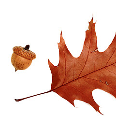 Image showing Part of autumn dried leaf of oak and acorn