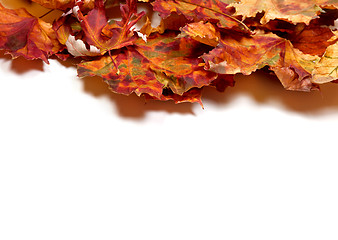 Image showing Autumn dry multicolor maple leafs