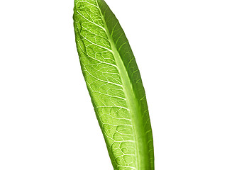 Image showing lettuce green leaf salad isolated on white background