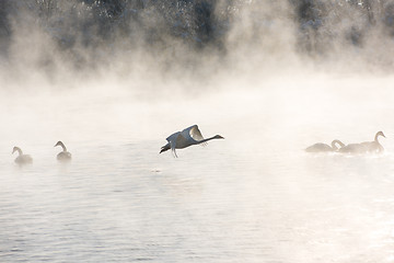 Image showing Beautiful white whooping swans