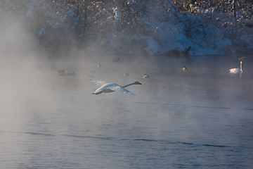 Image showing Beautiful white whooping swans