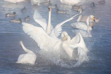 Image showing Beautiful white whooping swans