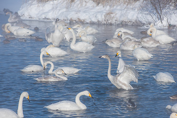 Image showing Beautiful white whooping swans