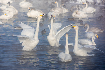 Image showing Beautiful white whooping swans