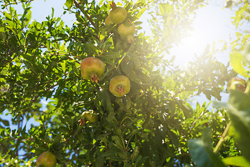 Image showing Green pomegranate on tree