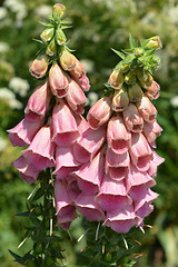 Image showing Strawberry foxglove