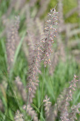 Image showing Oriental fountain grass