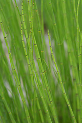 Image showing Water horsetail