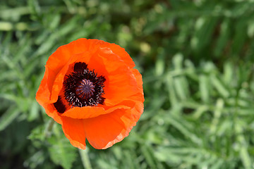 Image showing Oriental poppy