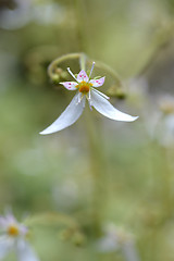 Image showing Creeping saxifrage